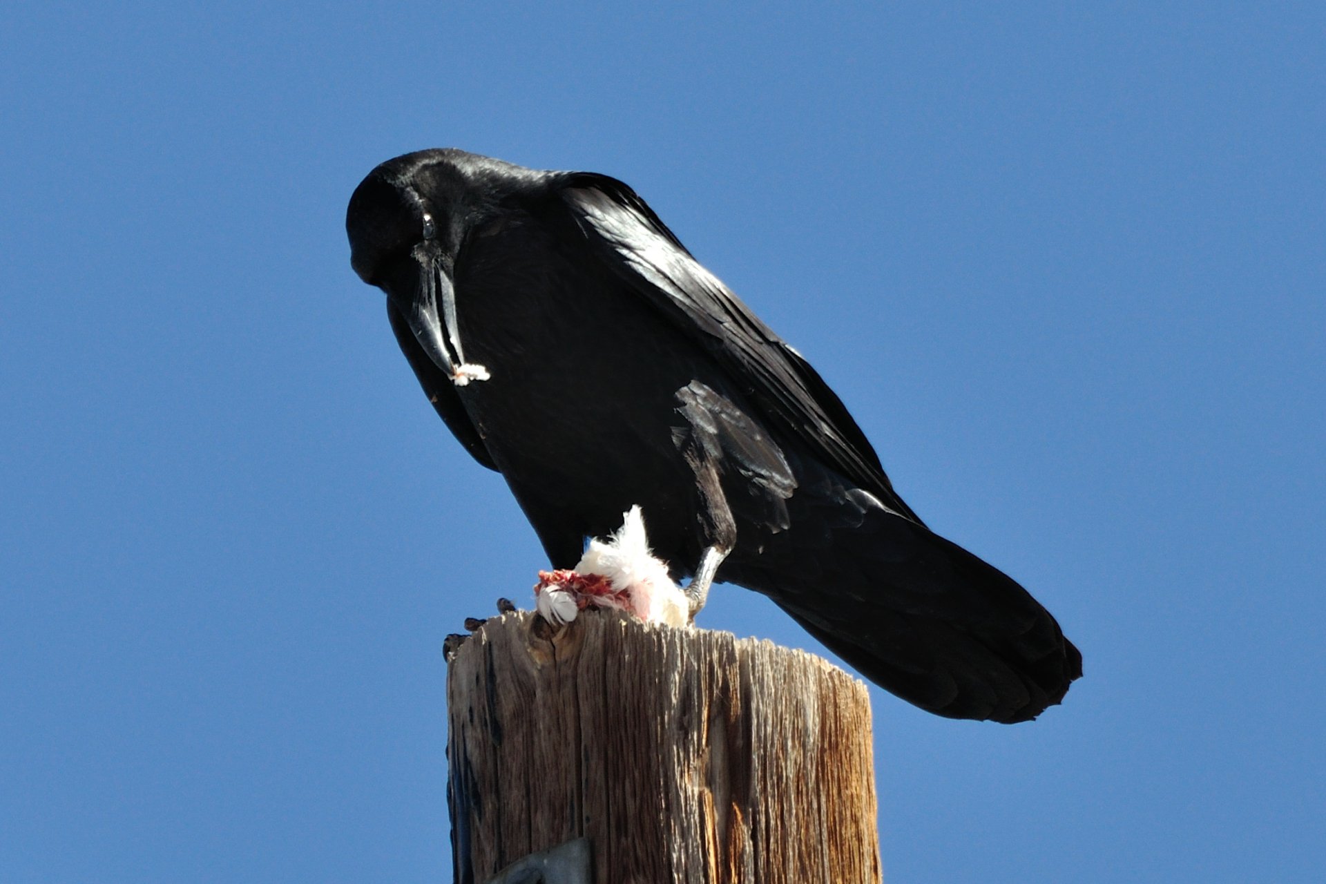 Download Animal Raven HD Wallpaper