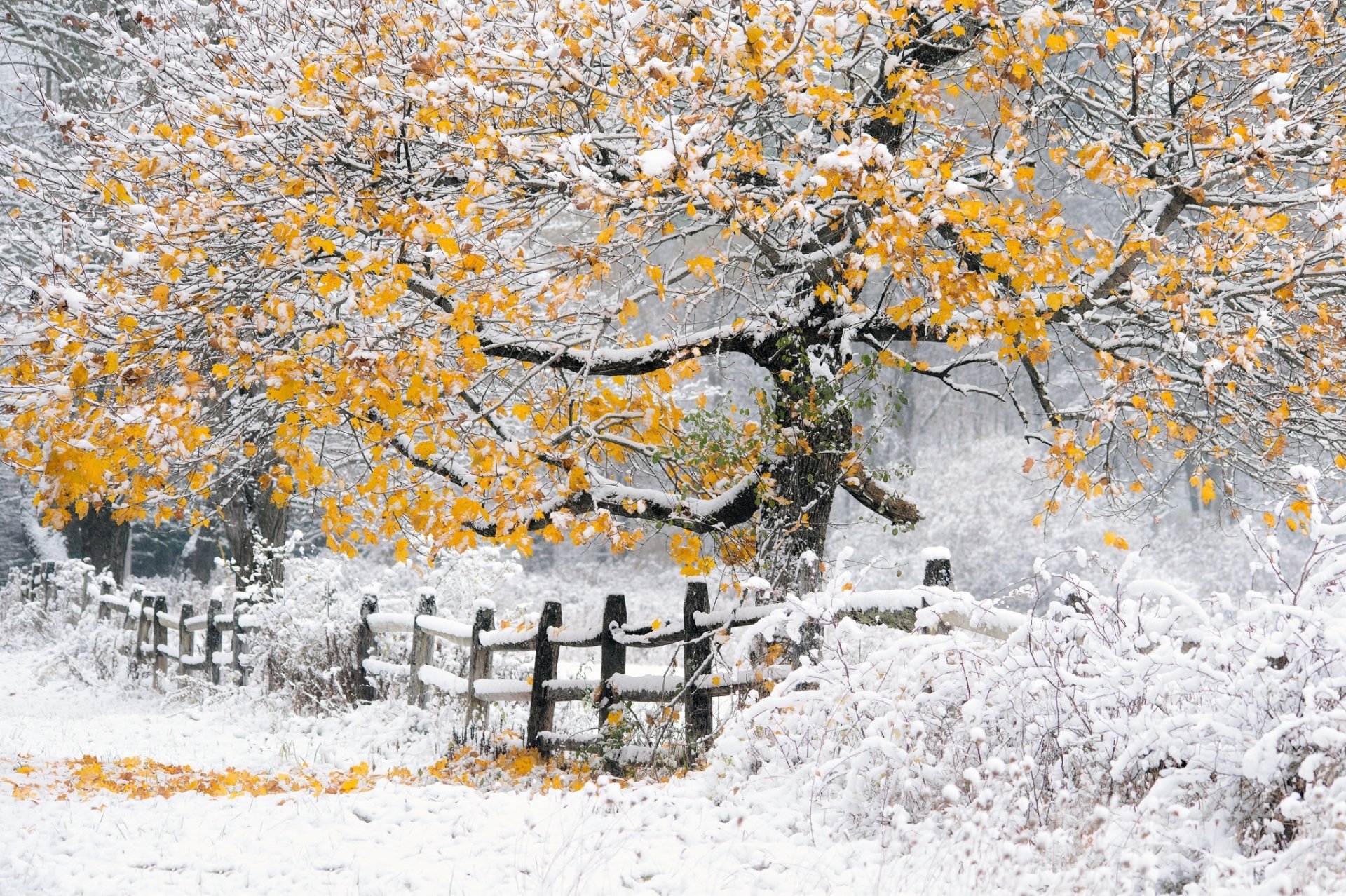 HD desktop wallpaper featuring a vibrant tree with golden leaves standing amid a snowy landscape, blending nature’s autumn colors with winter’s first snowfall.