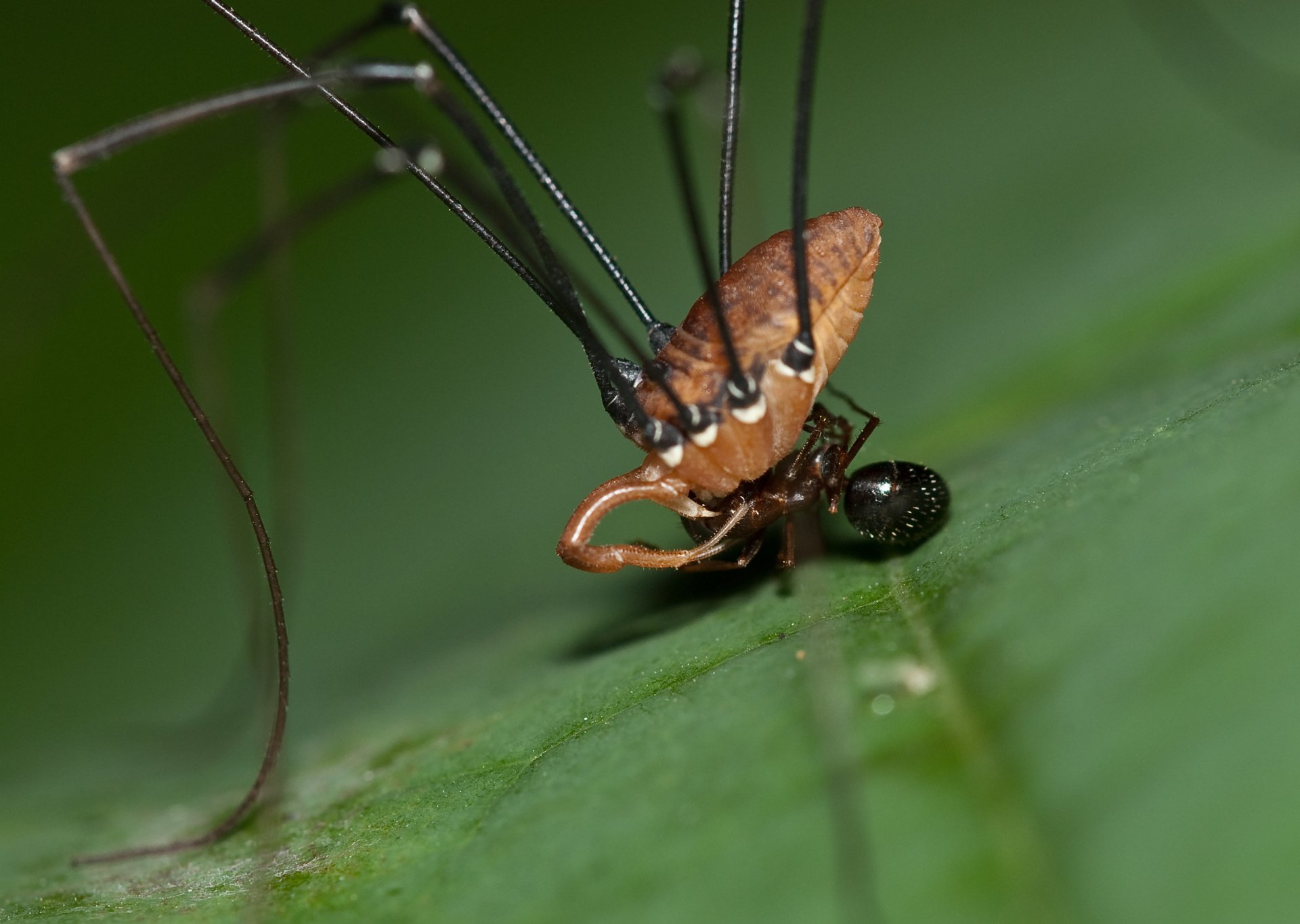 Download Animal Harvestman HD Wallpaper