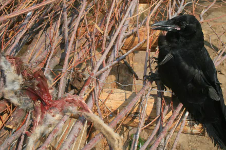 Animal raven HD Desktop Wallpaper | Background Image