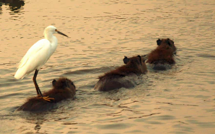 Animal capybara HD Desktop Wallpaper | Background Image