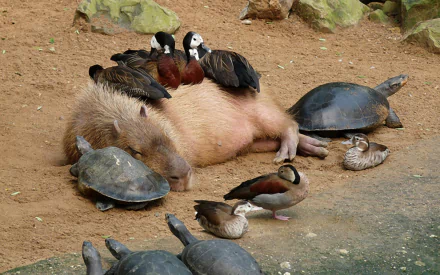 turtle duck Animal capybara HD Desktop Wallpaper | Background Image