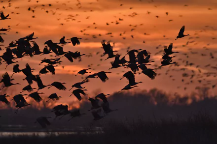 Silhouetted Sandhill Cranes in flight over the Platte River at sunset in Nebraska, warm orange sky, 4K Ultra HD desktop wallpaper.
