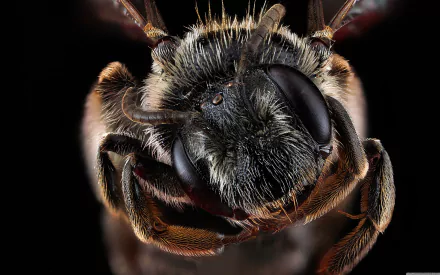 Animal bee HD Desktop Wallpaper | Background Image