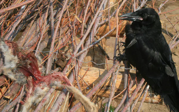 Animal raven HD Desktop Wallpaper | Background Image