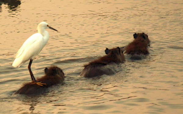 Serene Capybara Trio in Vibrant 4K Ultra HD Wallpaper by robokoboto