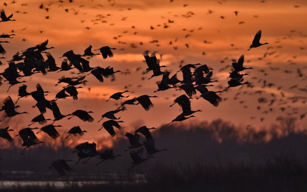 Animal Sandhill Crane Birds Cranes Flight Nebraska Sunset Platte River Bird HD Wallpaper | Background Image