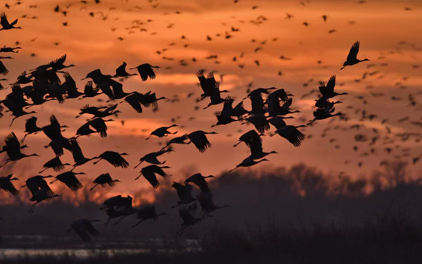 Silhouetted Sandhill Cranes in flight over the Platte River at sunset in Nebraska, warm orange sky, 4K Ultra HD desktop wallpaper.
