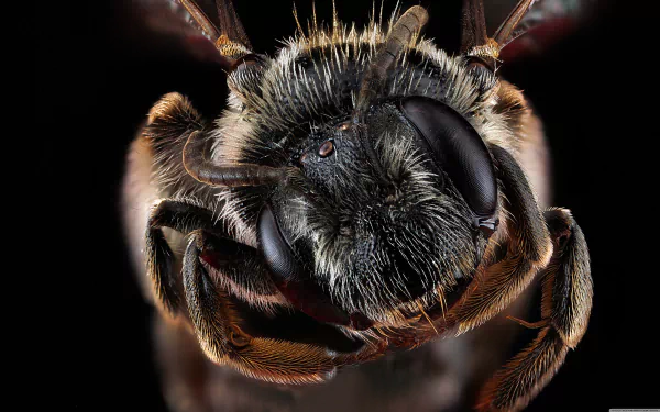 Animal bee HD Desktop Wallpaper | Background Image