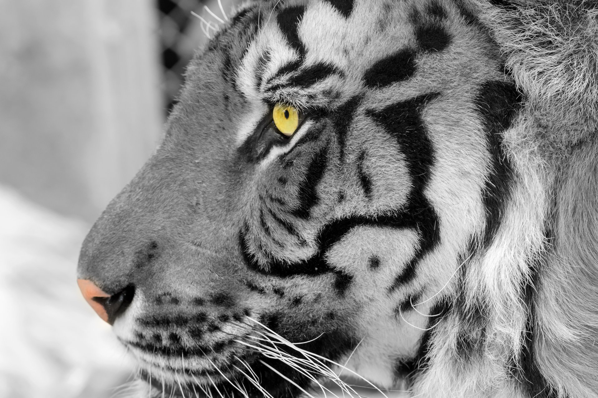 Download Animal Tiger 4k Ultra HD Wallpaper