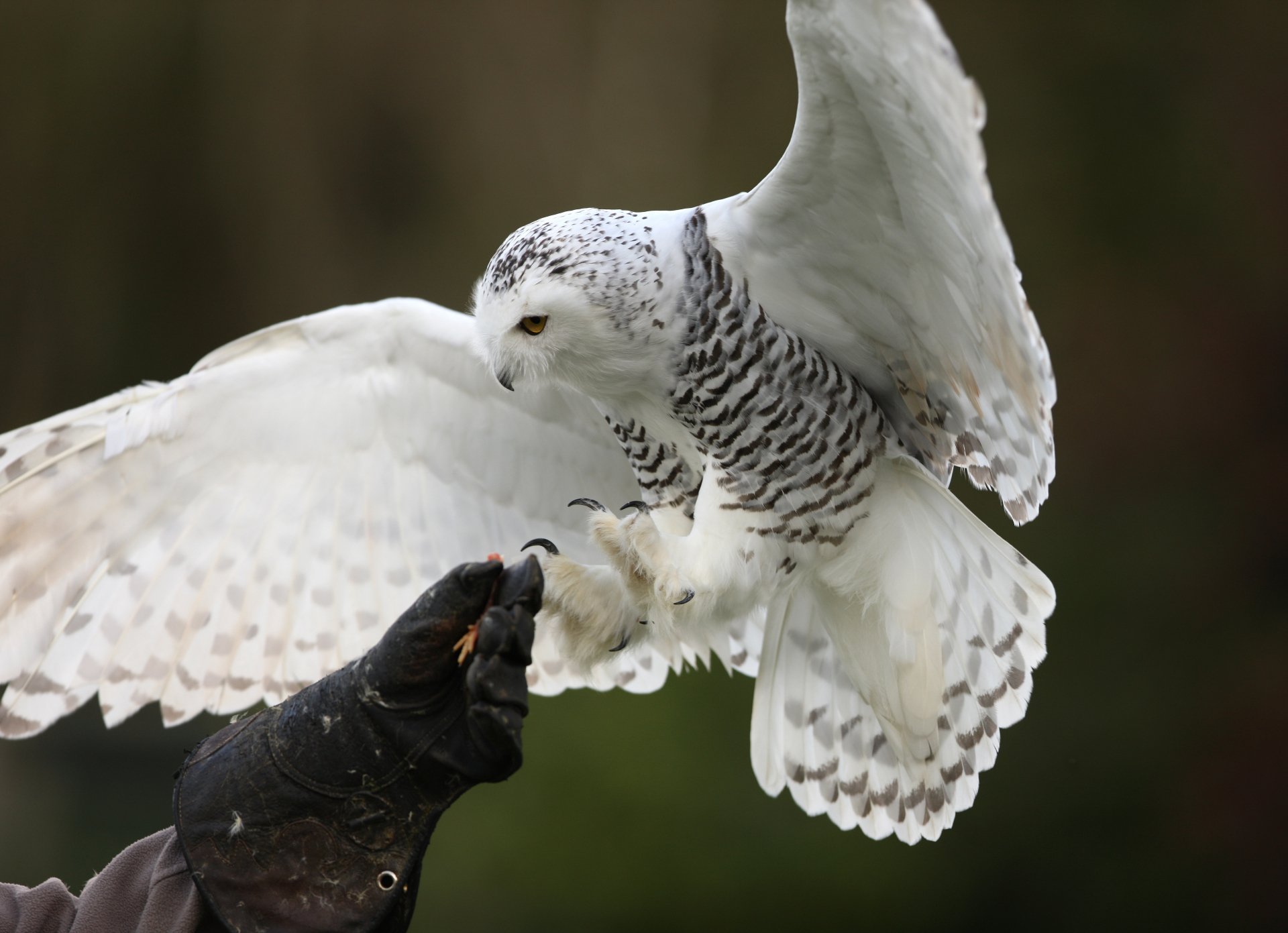 Animal — snowy owl landing on a gloved hand, detailed white-and-black feathers against a blurred background; 5K Ultra HD PC desktop wallpaper and background.