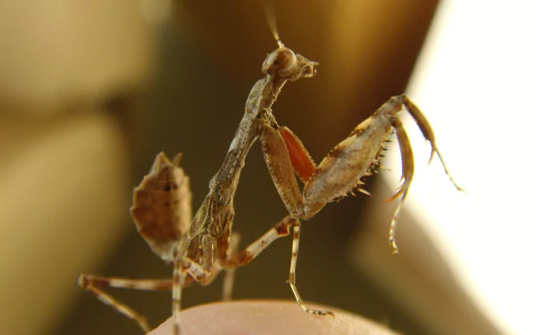 Animal praying mantis HD Desktop Wallpaper | Background Image