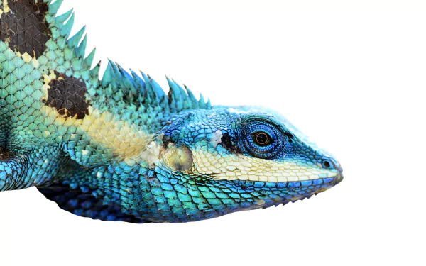  Calotes mystaceus, the Indo-Chinese forest lizard or blue crested lizard