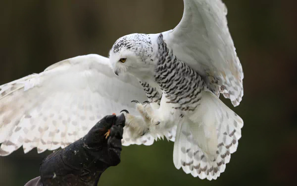 Animal — snowy owl landing on a gloved hand, detailed white-and-black feathers against a blurred background; 5K Ultra HD PC desktop wallpaper and background.