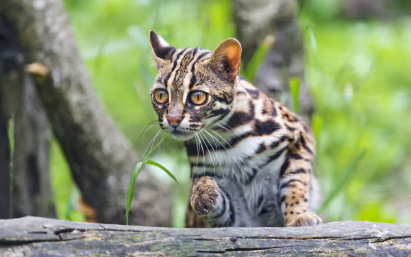 Animal ocelot HD Desktop Wallpaper | Background Image