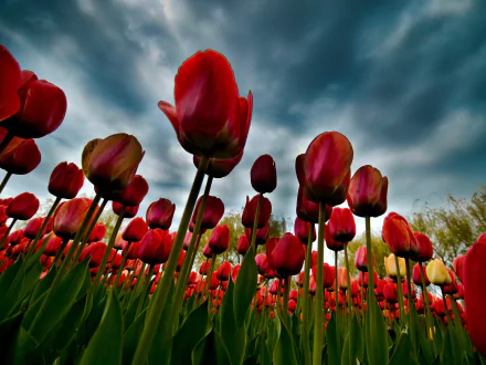 nature tulip HD Desktop Wallpaper | Background Image