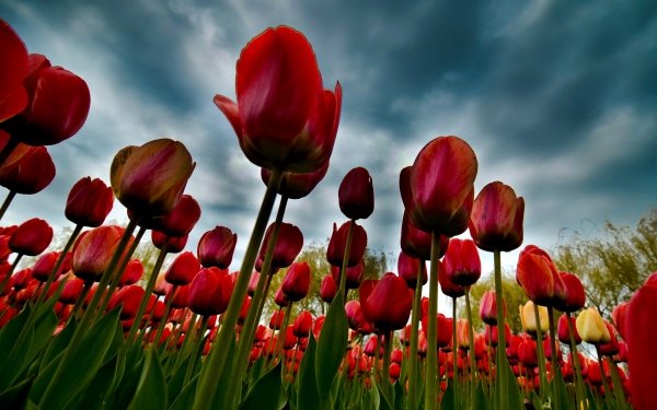 Nature Tulip Flowers HD Wallpaper | Background Image
