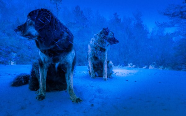 Animal Dog Dogs Snow Norway Winter Ice Arctic HD Wallpaper | Background Image