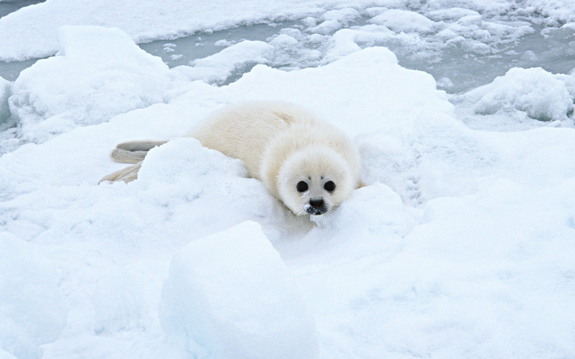 HD PC desktop wallpaper featuring a white seal pup resting on snow and ice in a cold, icy landscape.