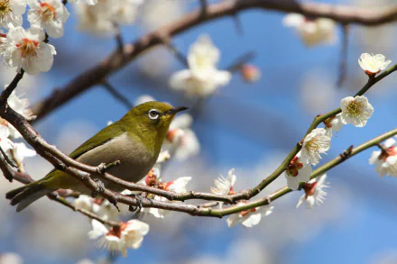 A Japanese white-eye passerine perched on a blossoming sakura branch in spring, set against a clear blue sky in Japan.