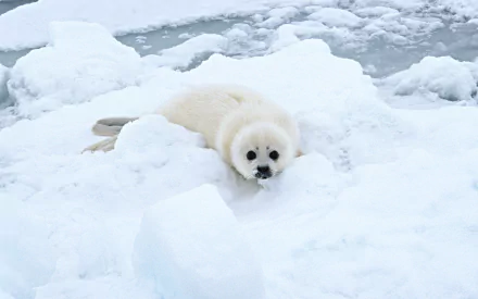 Animal seal HD Desktop Wallpaper | Background Image