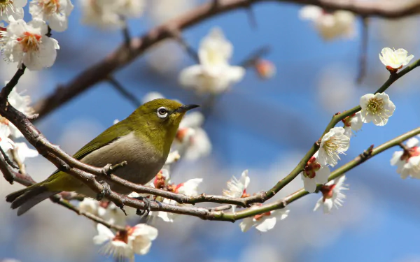 A Japanese white-eye passerine perched on a blossoming sakura branch in spring, set against a clear blue sky in Japan.