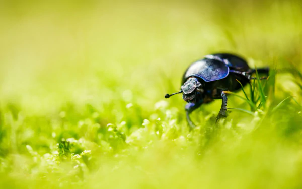 bug blur nature insect grass Animal beetle HD Desktop Wallpaper | Background Image