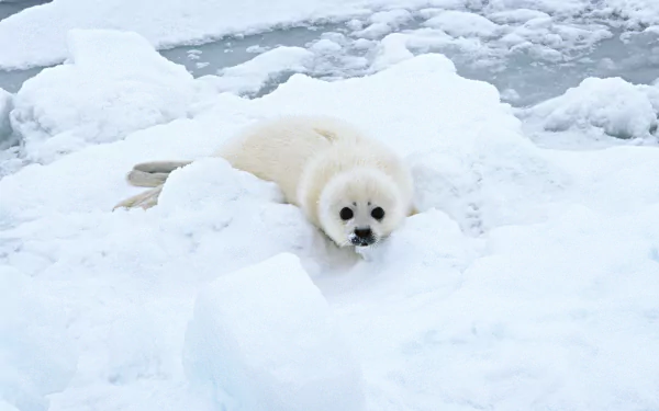 Animal seal HD Desktop Wallpaper | Background Image