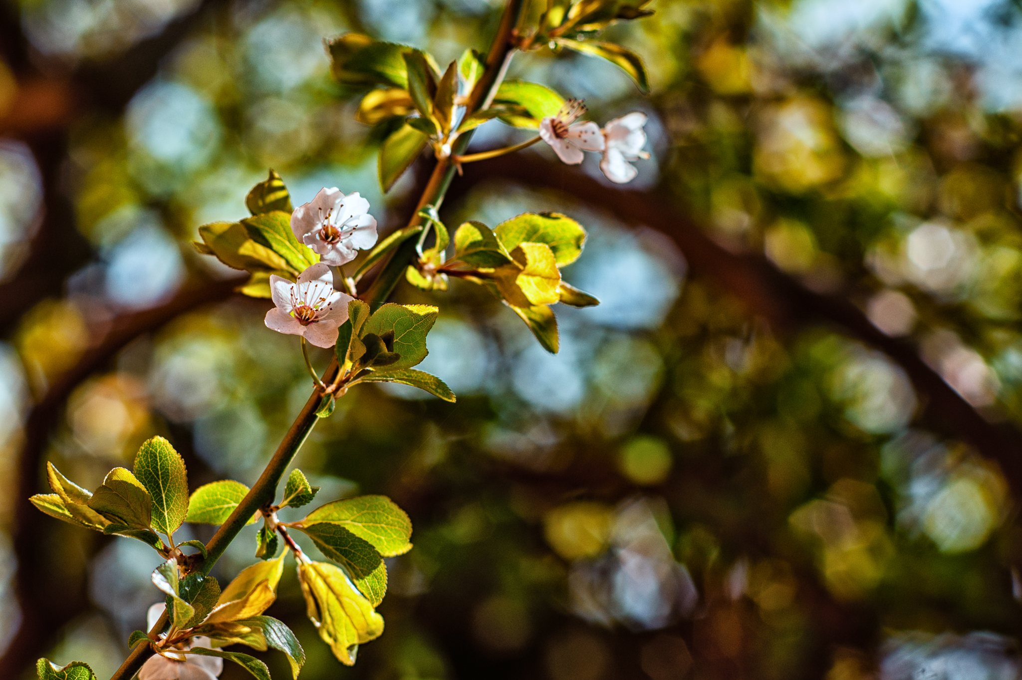 Download Bokeh Spring Cornus Blossom Nature Blossom HD Wallpaper