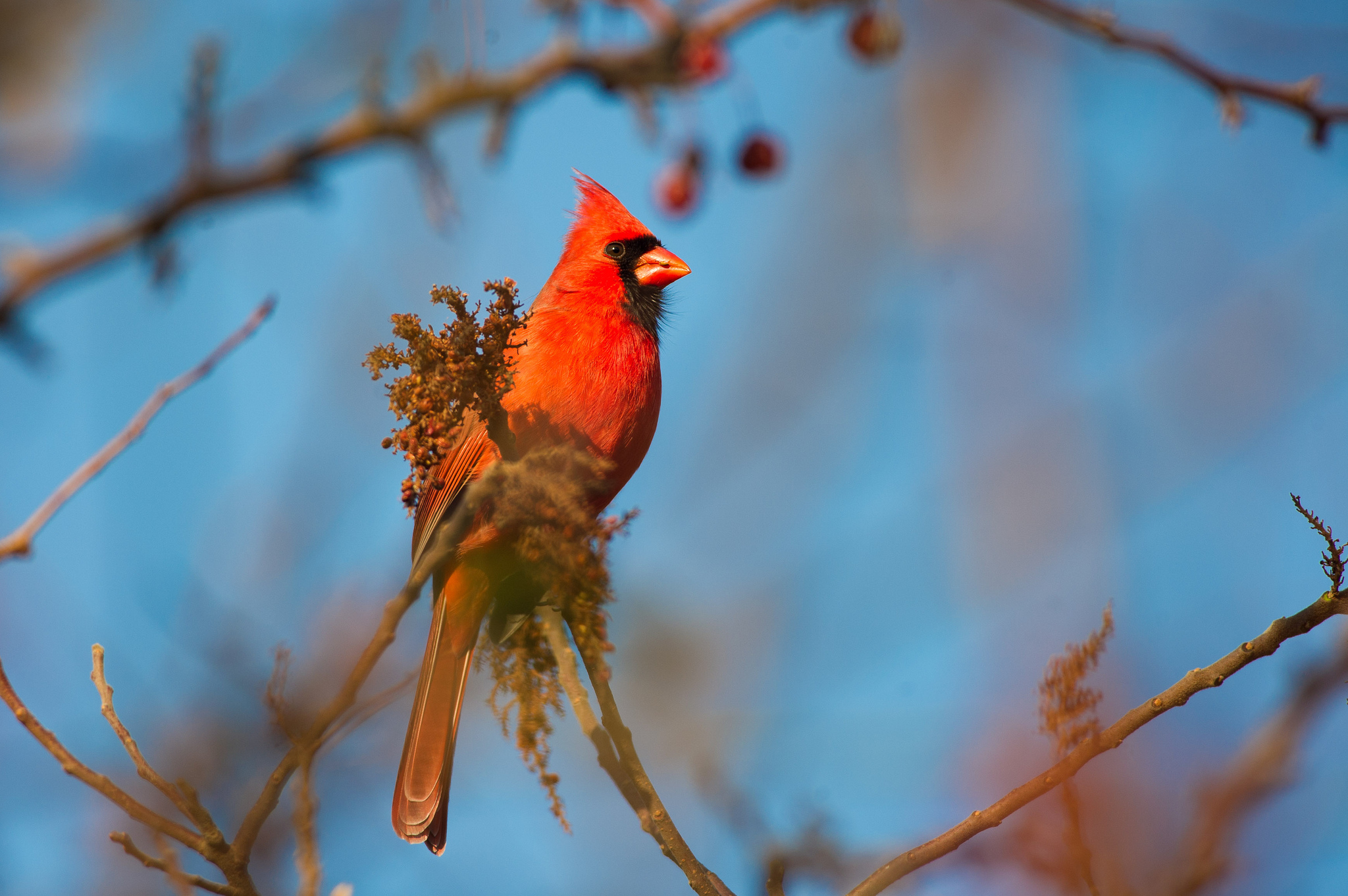 Cardinal HD Wallpaper Cardinal HD Wallpaper