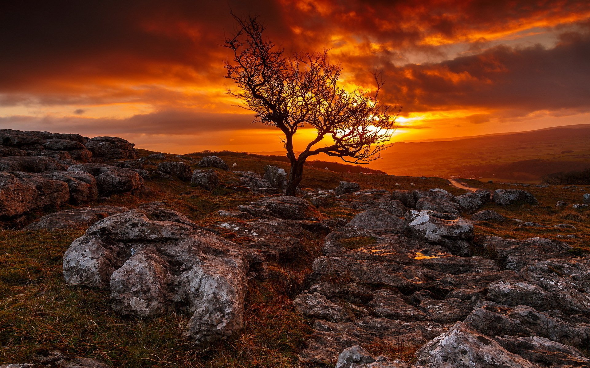 Download Nature Tree HD Wallpaper | 1920x1200 | Wallpaper Abyss