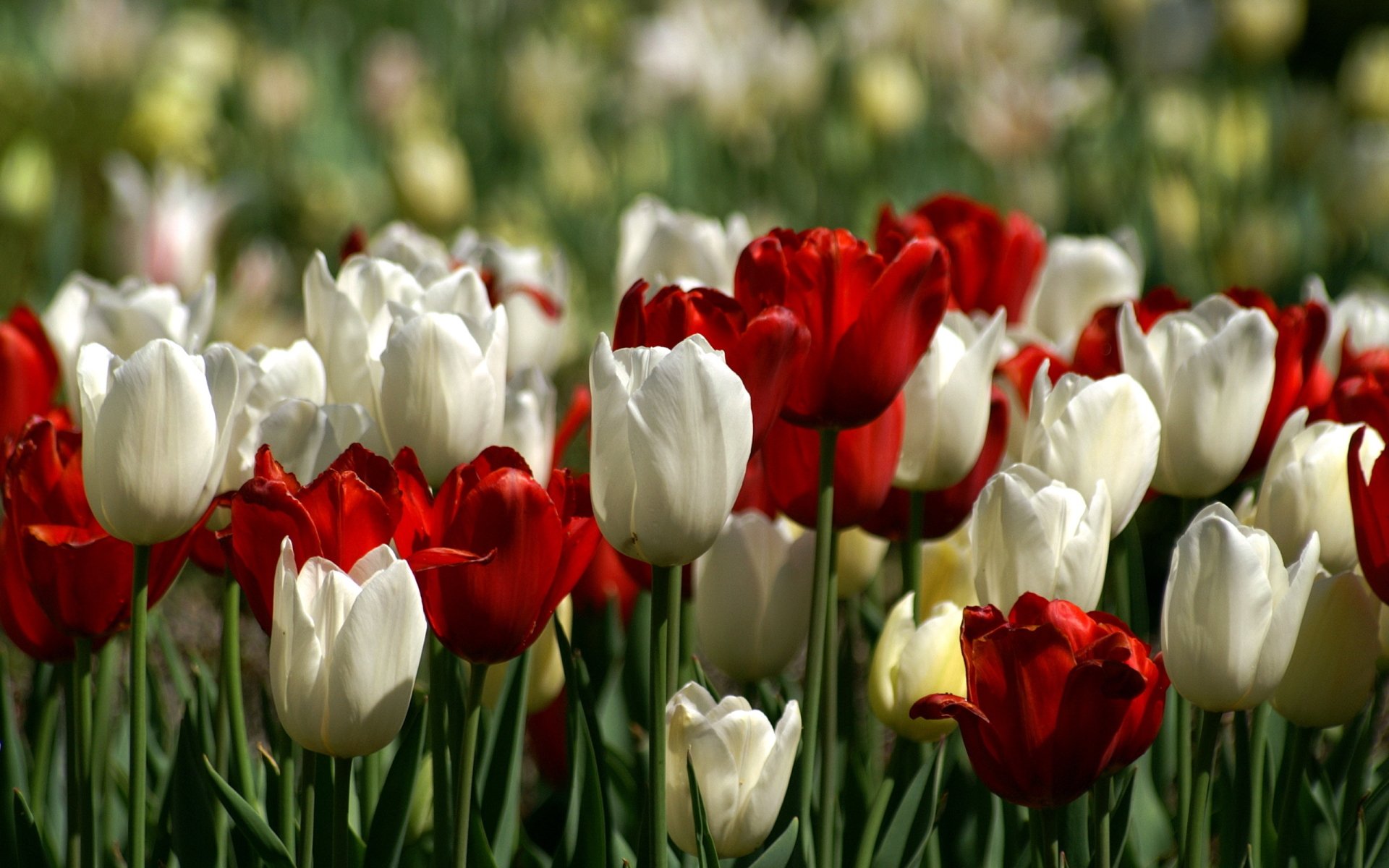Download Nature Tulip HD Wallpaper