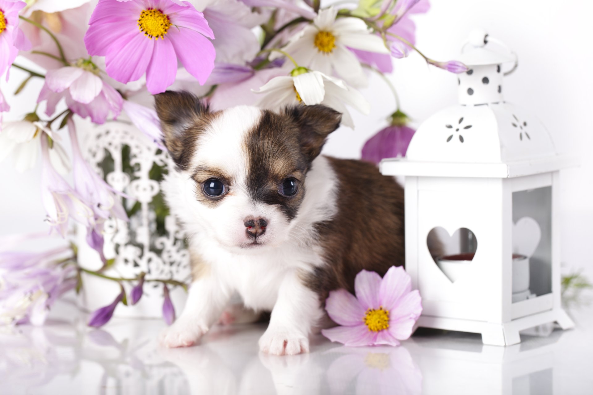 Download Animal Puppy 8k Ultra HD Wallpaper
