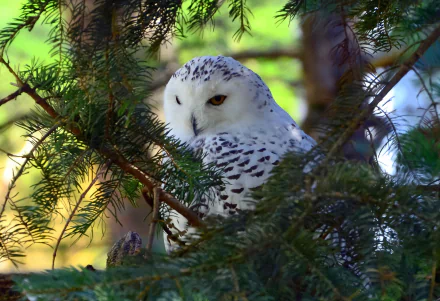 HD PC desktop wallpaper/background featuring an animal — a snowy owl perched in fir branches, white-speckled plumage framed by soft green bokeh.