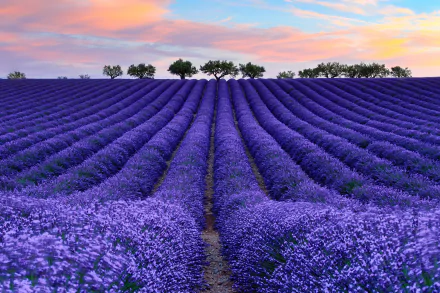 nature lavender HD Desktop Wallpaper | Background Image