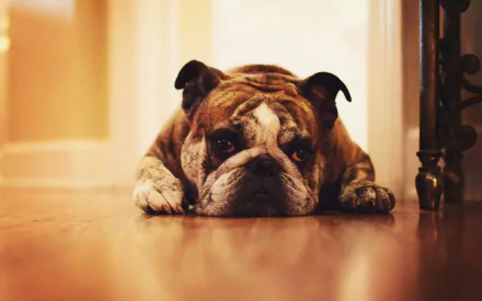 Animal bulldog HD Desktop Wallpaper | Background Image