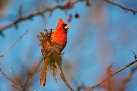 Animal cardinal HD Desktop Wallpaper | Background Image