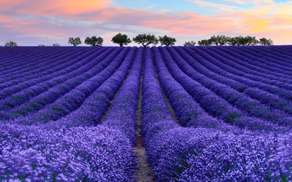 nature lavender HD Desktop Wallpaper | Background Image