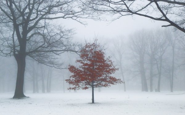 Earth Tree Trees Snow Fog Toronto Ontario Canada HD Wallpaper | Background Image
