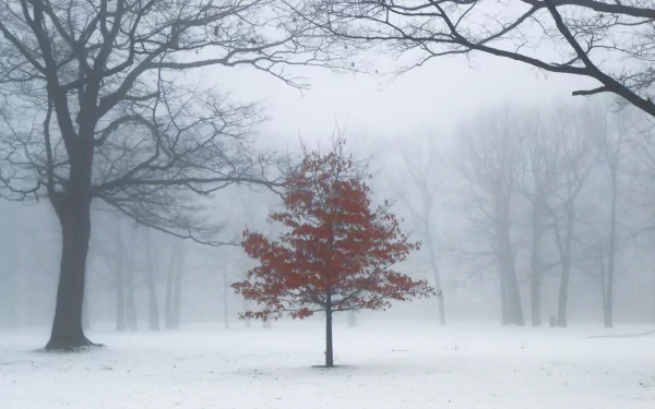 Foggy winter scene in Toronto, Ontario, Canada showing a lone tree with red leaves surrounded by snow and bare trees, captured in HD for a desktop wallpaper.