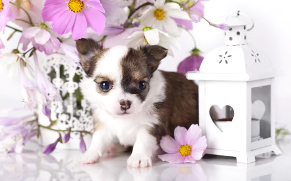 Animal puppy HD Desktop Wallpaper | Background Image