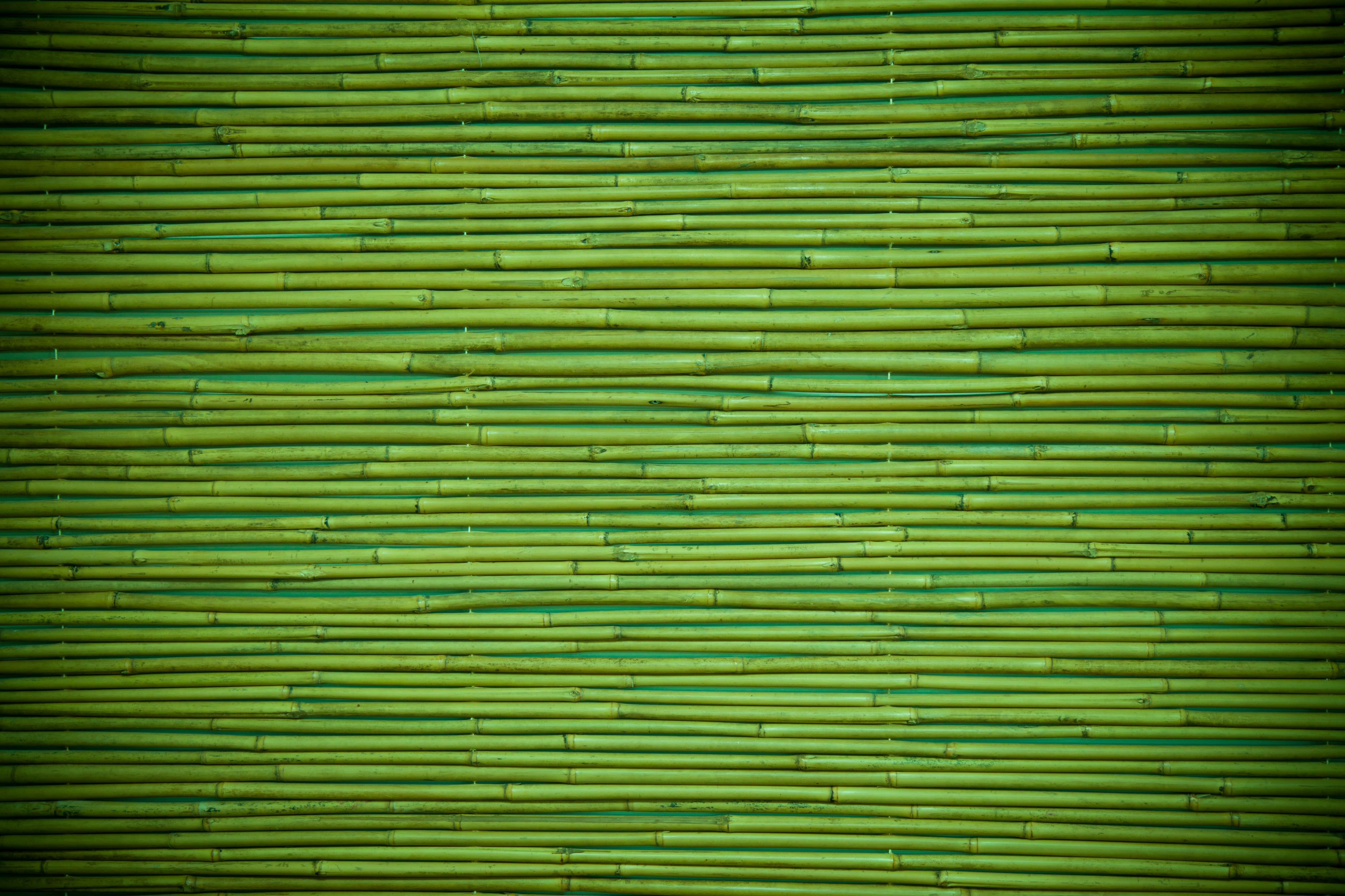 Buy Natural Bamboo Design Green PVC Wallpaper with Emboss Finish by Konark  Decor Online - Natural & Floral Wallpapers - Wallpapers - Furnishings -  Pepperfry Product
