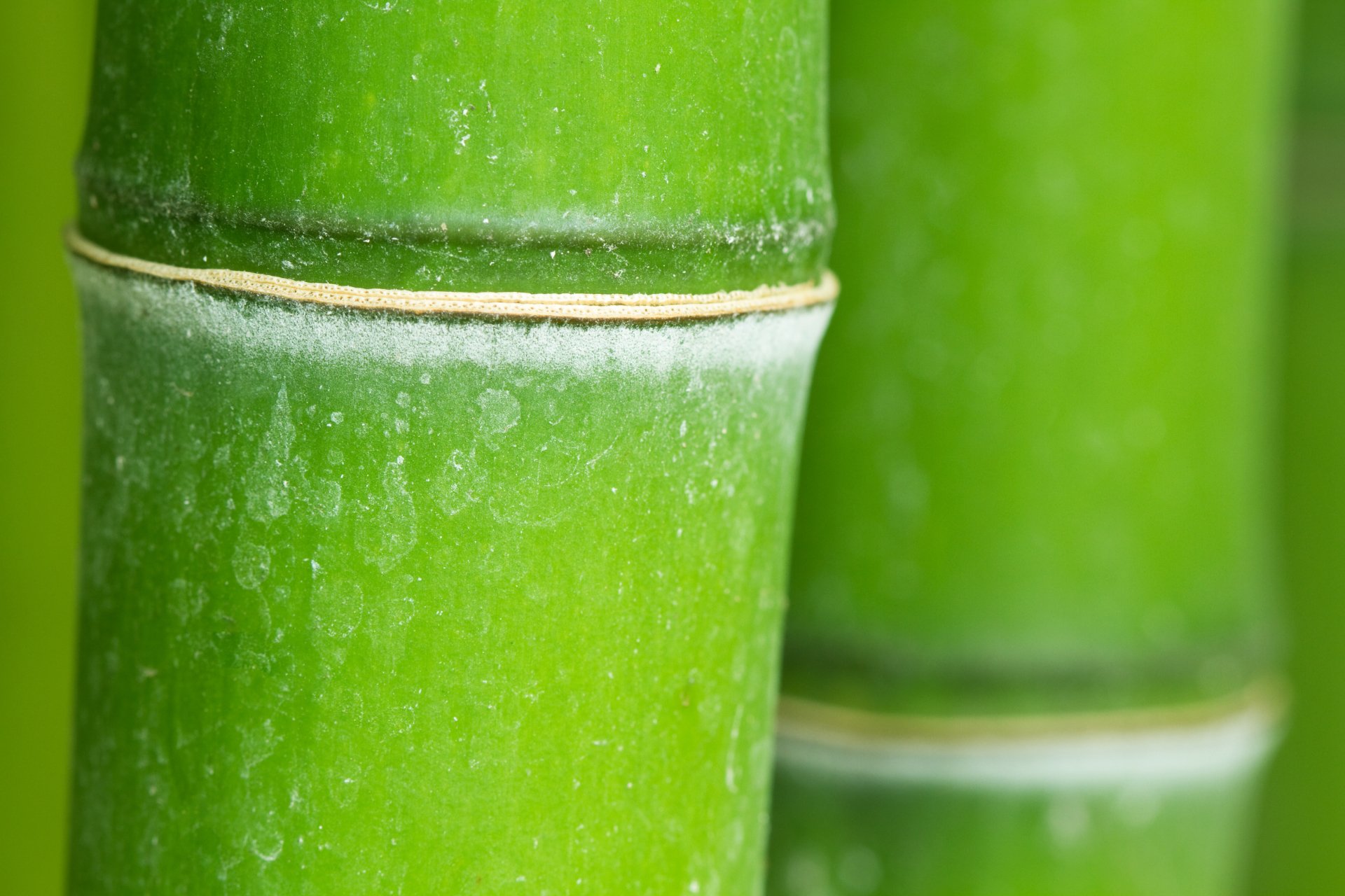 Download Nature Bamboo 4k Ultra HD Wallpaper