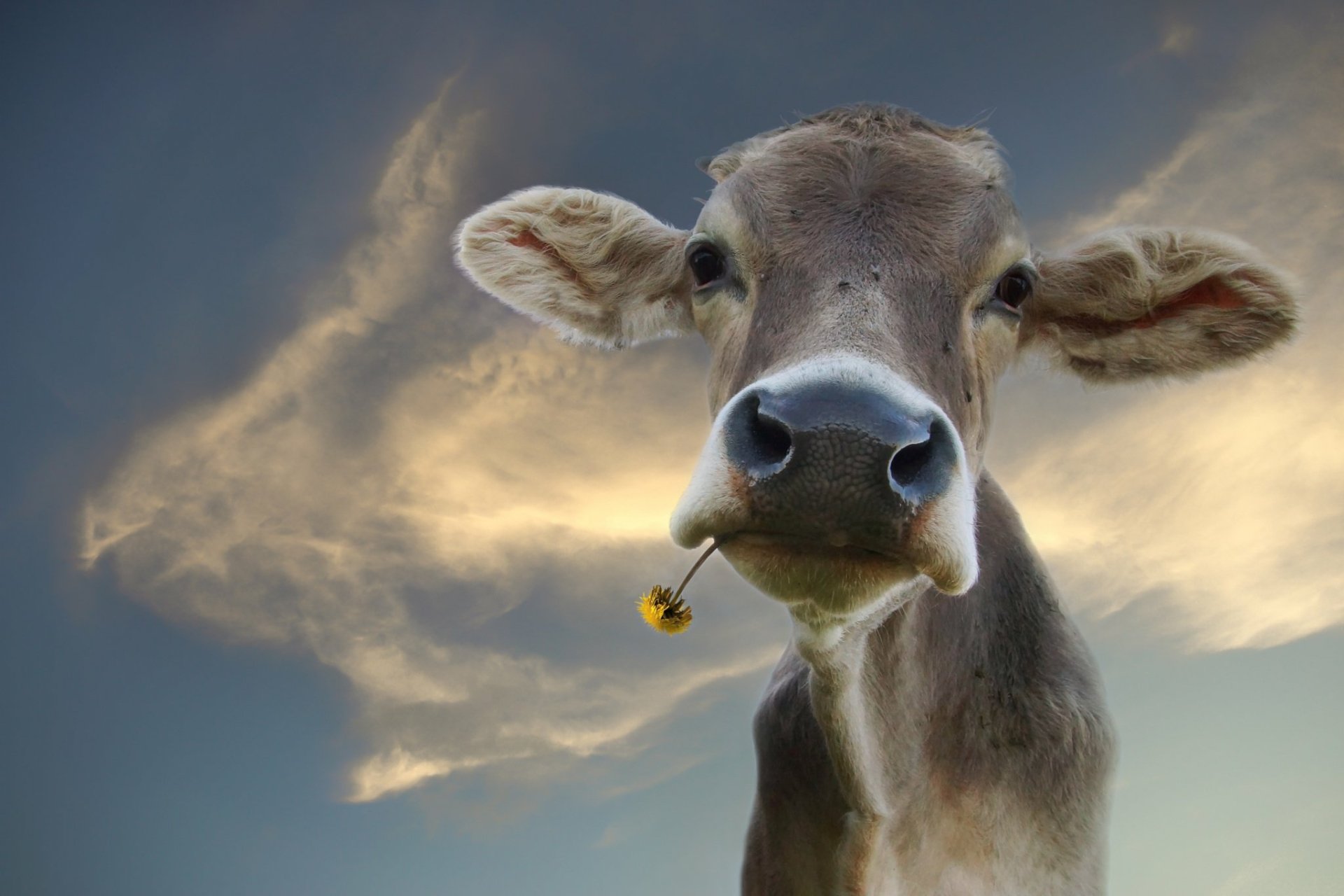 Download Animal Cow HD Wallpaper