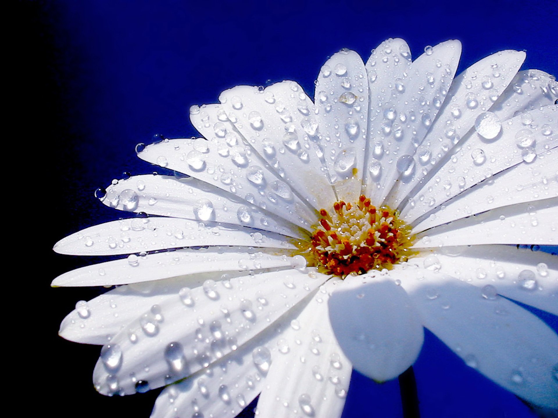 Download Nature Daisy HD Wallpaper