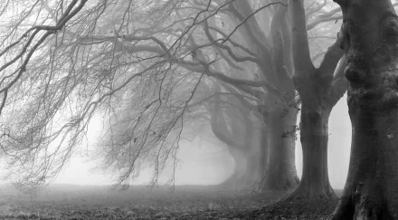 HD PC desktop wallpaper featuring a foggy forest landscape with bare trees, creating a mysterious and serene nature scene.