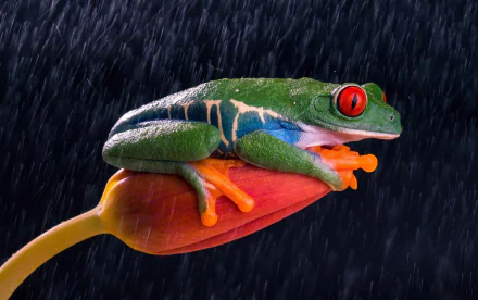 Animal red-eyed tree frog HD Desktop Wallpaper | Background Image