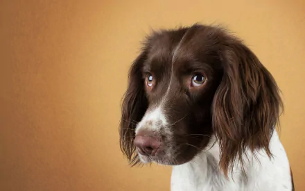 dog spaniel Animal English Springer Spaniel HD Desktop Wallpaper | Background Image