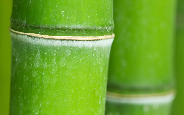 nature bamboo HD Desktop Wallpaper | Background Image