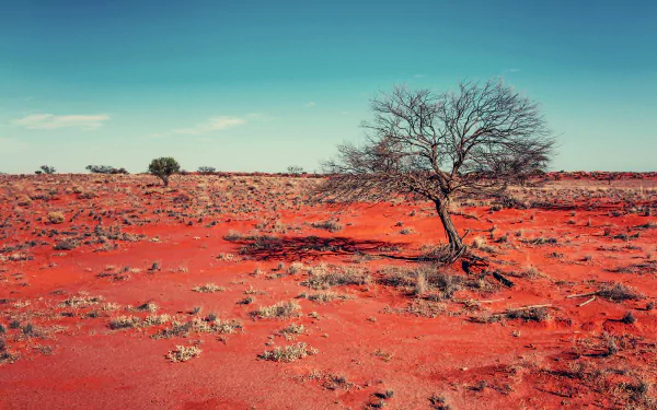 5K Ultra HD PC desktop wallpaper: nature desert scene with a lone windswept tree on a red sandy plain and sparse scrub beneath a clear turquoise sky.